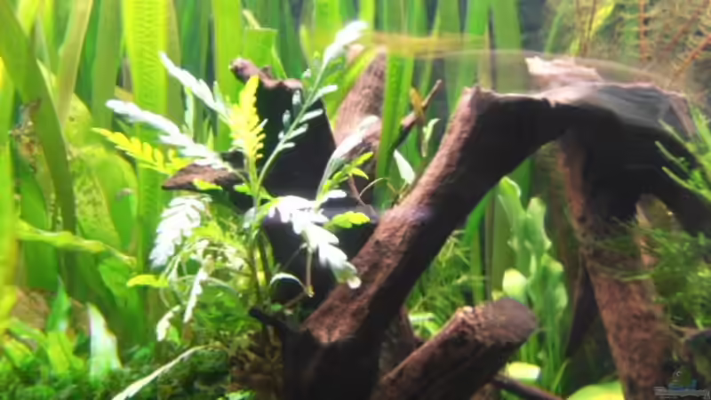 Aquarium Becken 3629 von Thomas Walla (2)