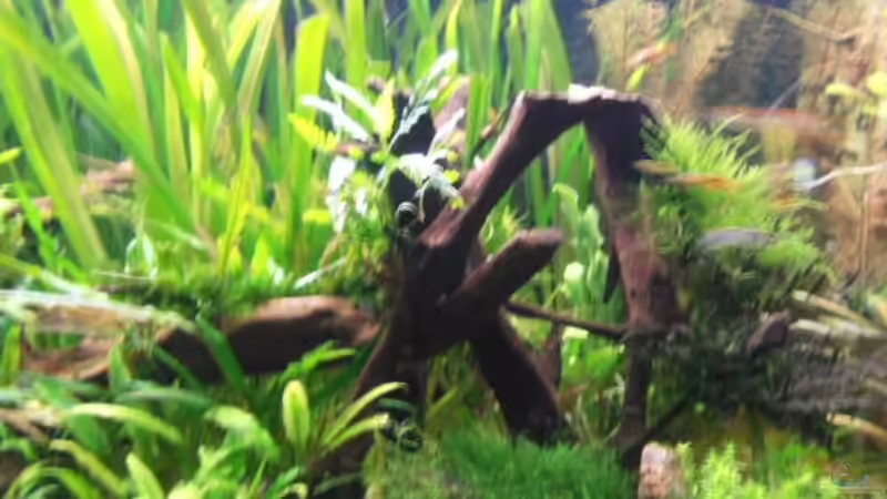 Aquarium Becken 3629 von Thomas Walla (3)