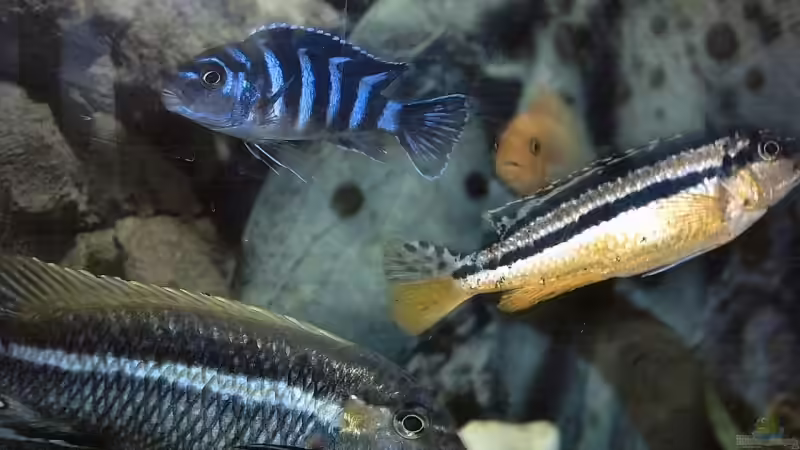 Aquarium Becken 3631 von Uwe Krieg (2)