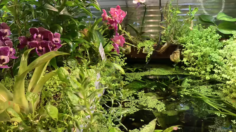 Aquarium Becken 36498 von Christian Schulz (3)