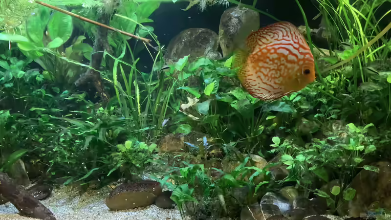 Aquarium Becken 36498 von Christian Schulz (5)