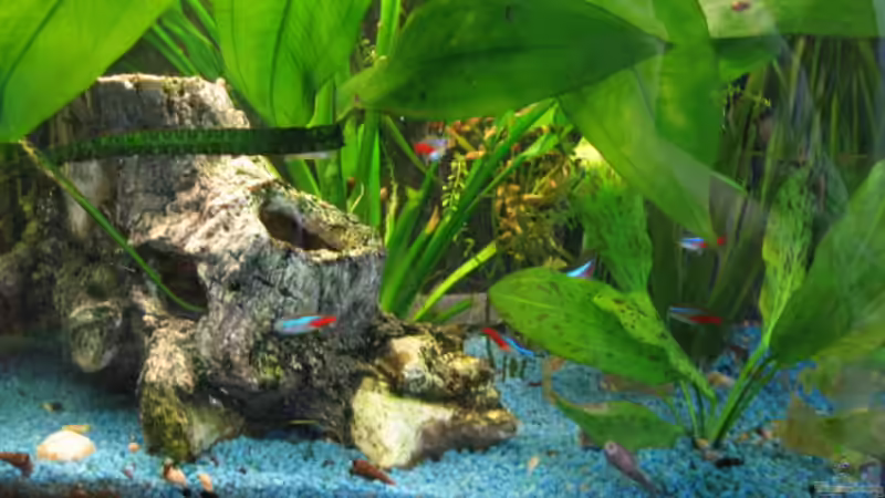 Aquarium Becken 3654 von Thorsten Krause (2)