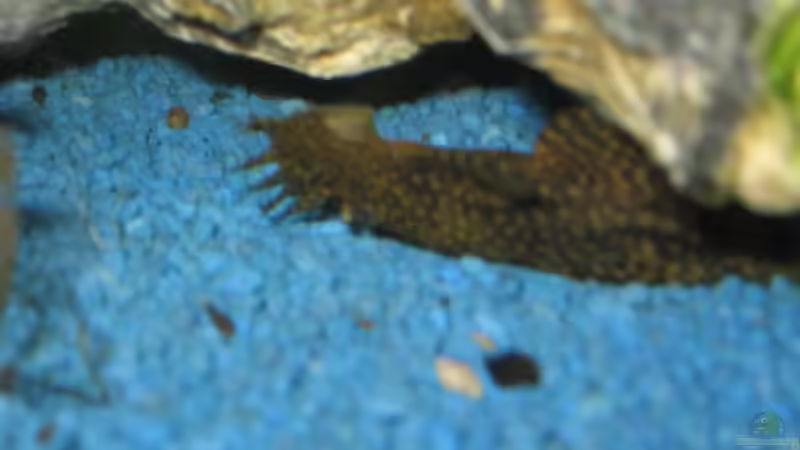 Aquarium Becken 3654 von Thorsten Krause (3)