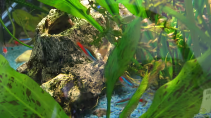 Aquarium Becken 3654 von Thorsten Krause (4)