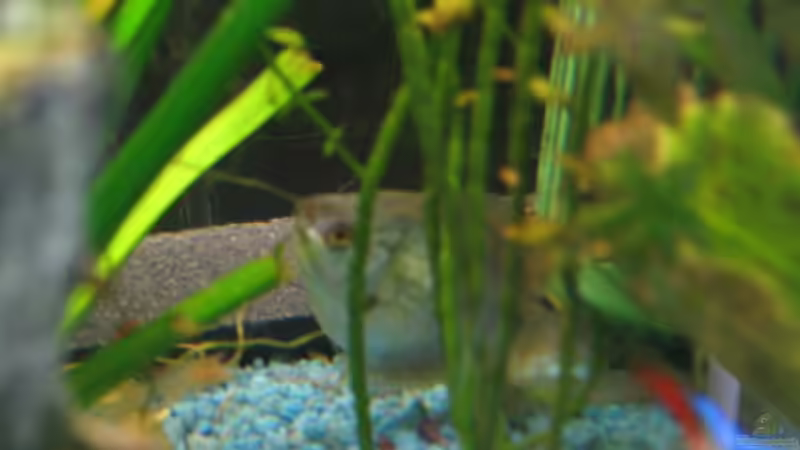 Aquarium Becken 3654 von Thorsten Krause (5)