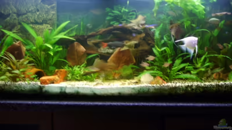 Aquarium Becken 3686 von Patrick Ebert (2)