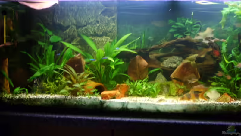 Aquarium Becken 3686 von Patrick Ebert (3)