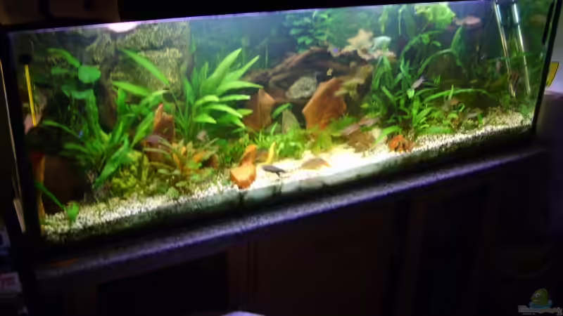 Aquarium Becken 3686 von Patrick Ebert (5)