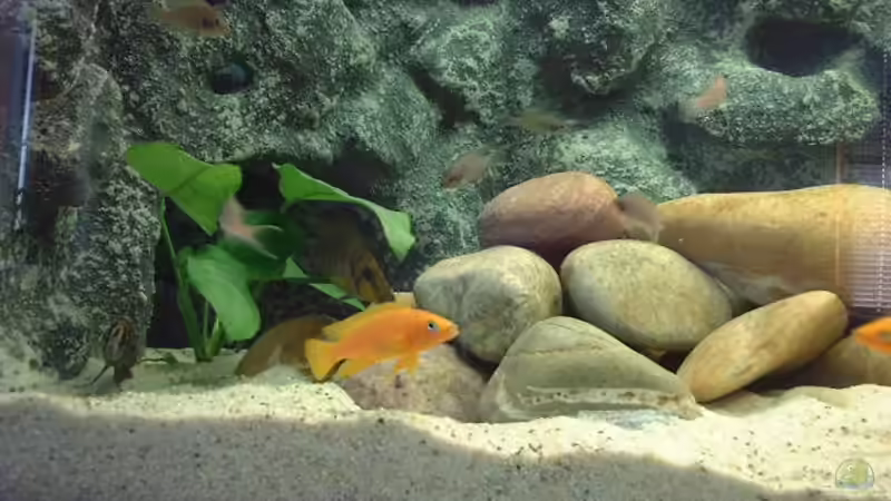 Aquarium Becken 371 von Ralf Romer (5)