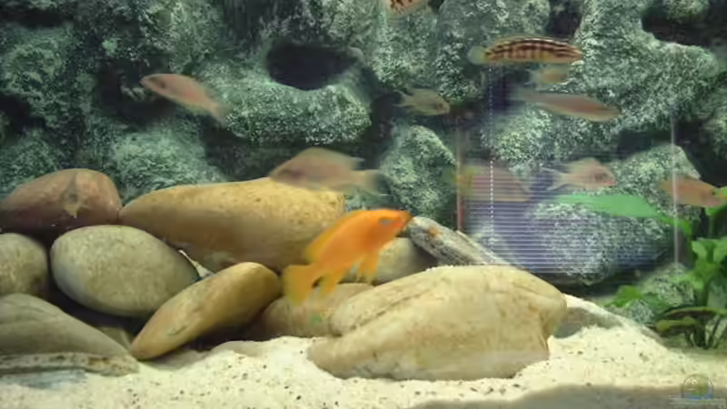 Aquarium Becken 371 von Ralf Romer (9)