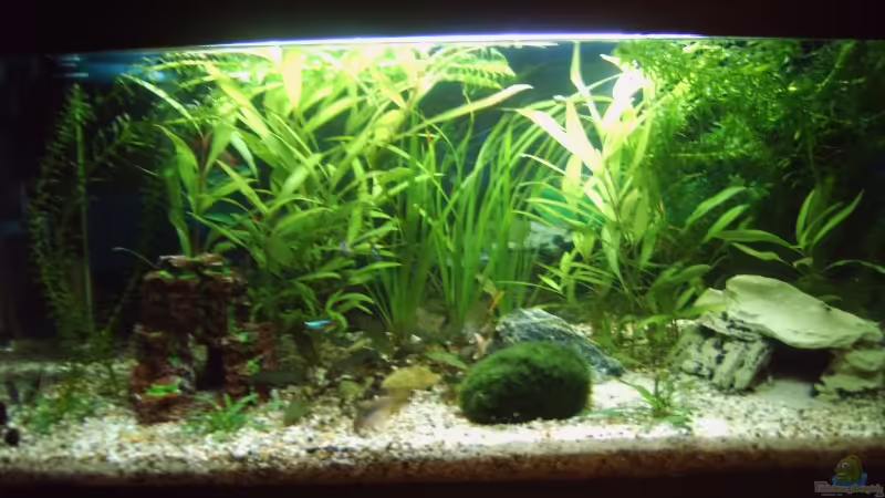 Aquarium Becken 3712 von Tobias Zimpel (2)