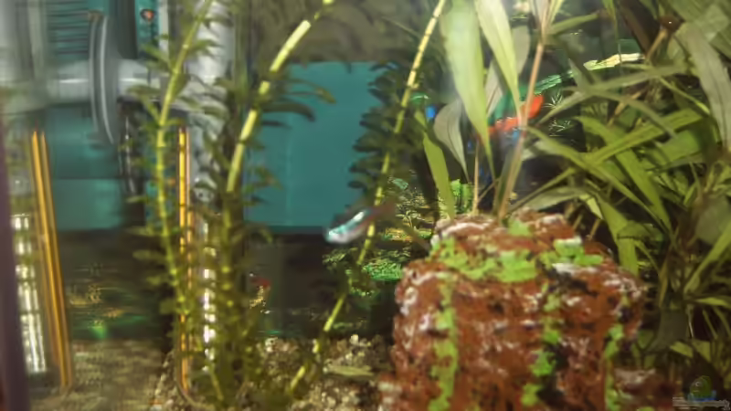 Aquarium Becken 3712 von Tobias Zimpel (3)