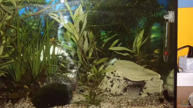 Aquarium Becken 3712 von Tobias Zimpel (4)