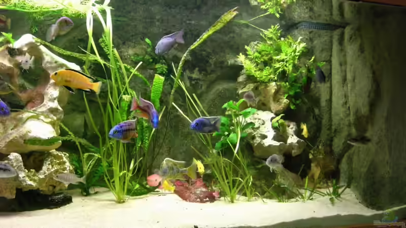 Aquarium Becken 3714 von phyvf (4)