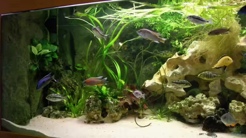 Aquarium Becken 3714 von phyvf (5)