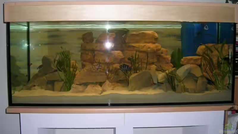 Aquarium Becken 3719 von Mikolas Rost (2)