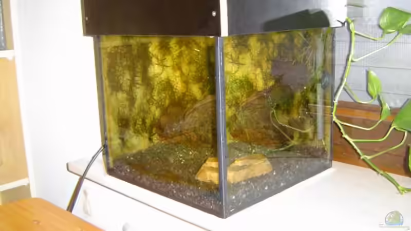 Aquarium Becken 3724 von Maik Husham (3)