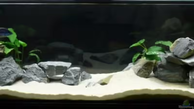 Aquarium Becken 3735 von Dominik Steigewald (4)