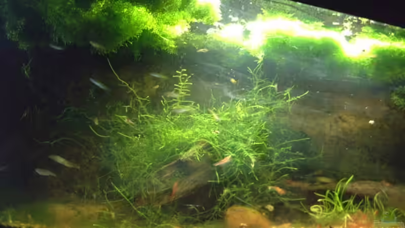 Aquarium Becken 3742 von Sebastian H.2 (10)