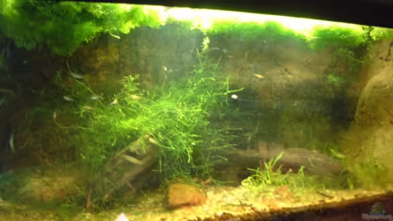 Aquarium Becken 3742 von Sebastian H.2 (9)