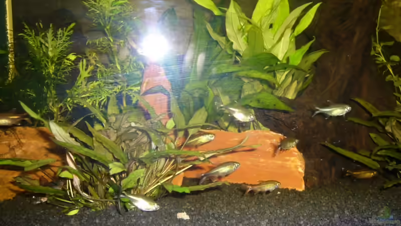 Aquarium Becken 3754 von Michael Hodina (3)