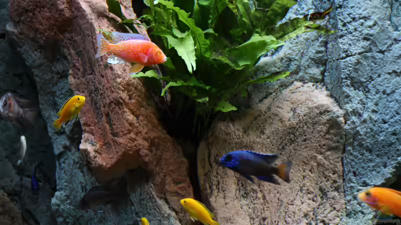 Aquarium Becken 37662 von Philipp Steinbrück (3)