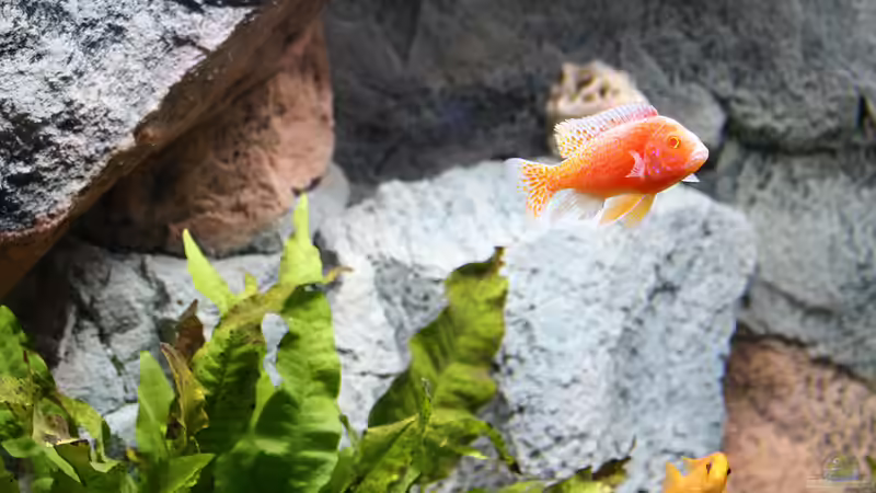 Aquarium Becken 37662 von Philipp Steinbrück (4)