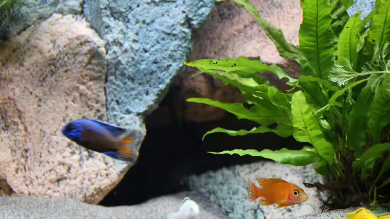 Aquarium Becken 37662 von Philipp Steinbrück (5)