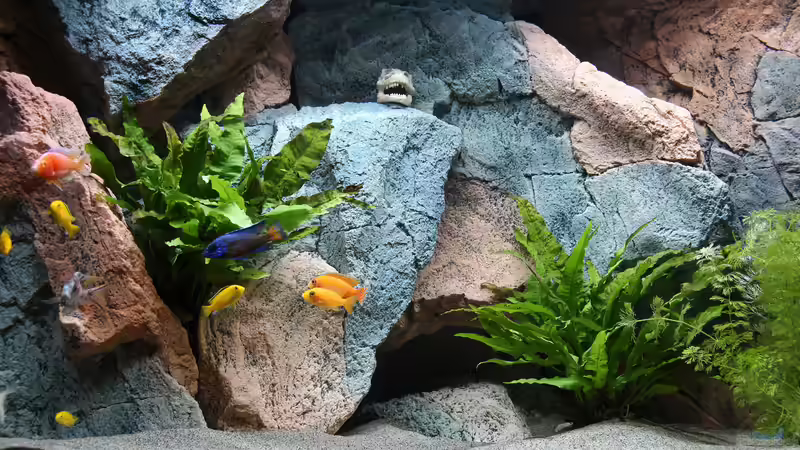 Aquarium Becken 37662 von Philipp Steinbrück (6)