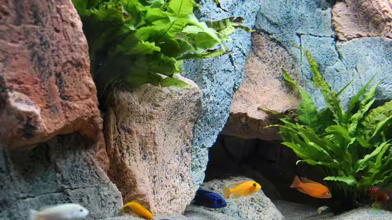 Aquarium Becken 37662 von Philipp Steinbrück (7)