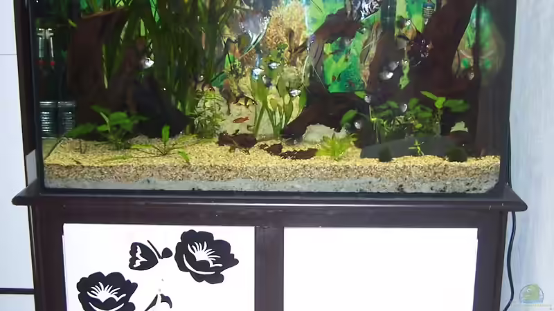 Aquarium Becken 3767 von steffen bischoff (4)