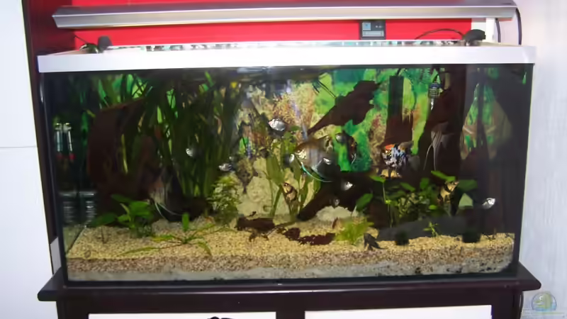 Aquarium Becken 3767 von steffen bischoff (5)