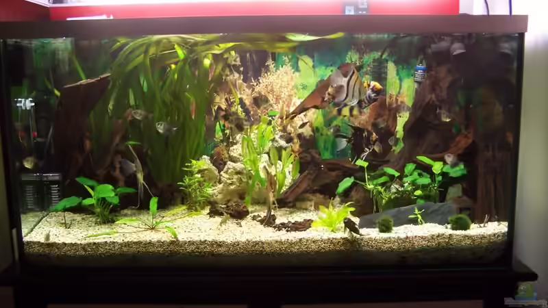 Aquarium Becken 3767 von steffen bischoff (6)