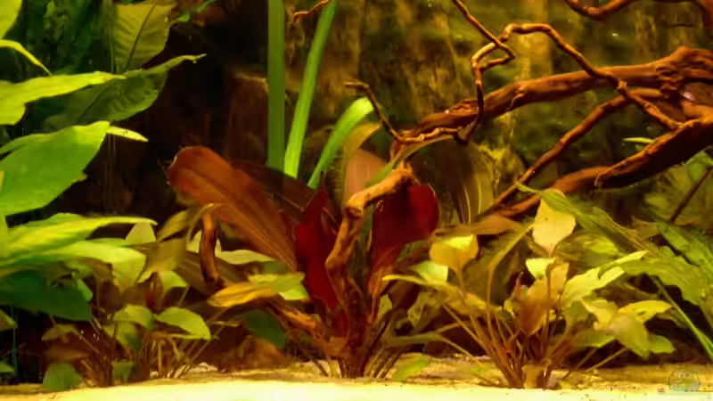 Aquarium Becken 3771 von Christian Heitmann (2)