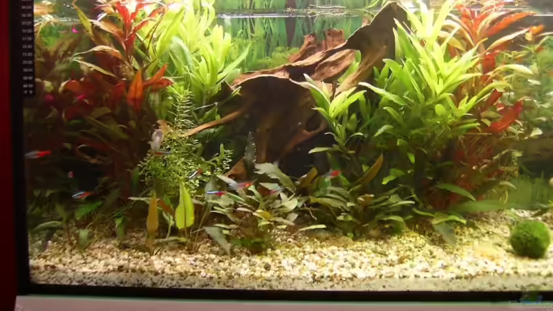 Aquarium Becken 3772 von Uli Buck (2)