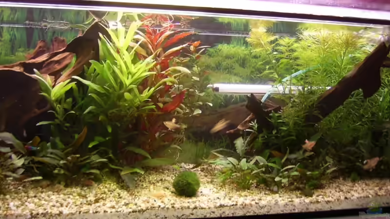 Aquarium Becken 3772 von Uli Buck (3)