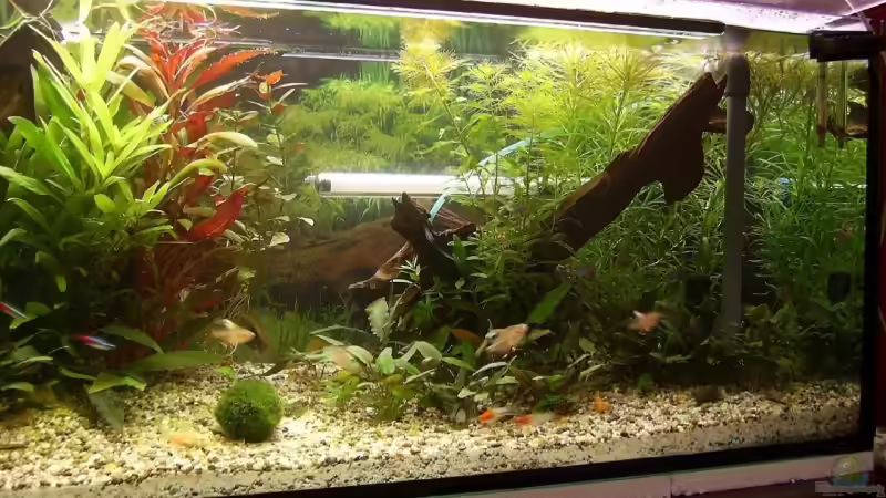 Aquarium Becken 3772 von Uli Buck (4)