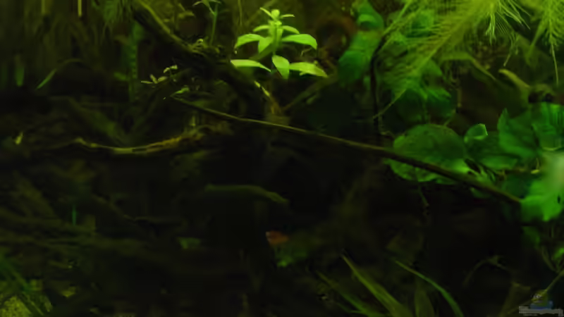 Aquarium Becken 3777 von Nico Nowotny (2)