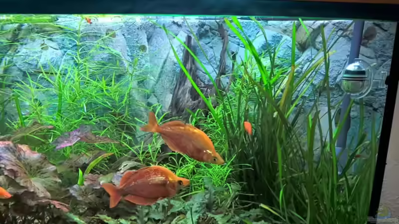 Aquarium Becken 37845 von Bärli (3)