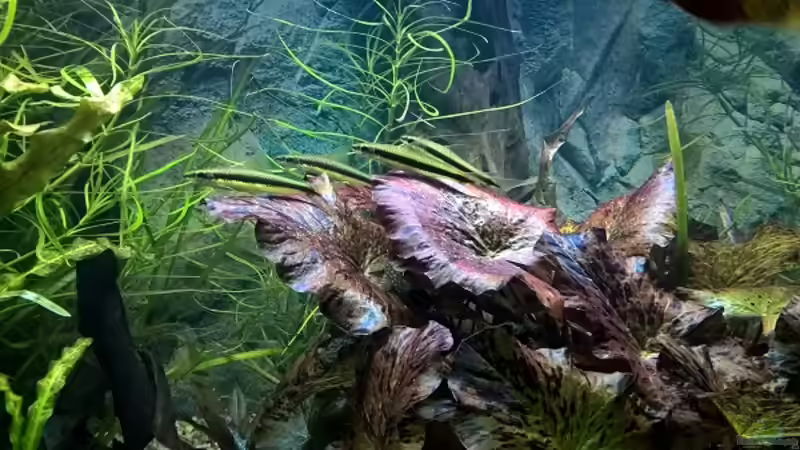 Aquarium Becken 37845 von Bärli (4)