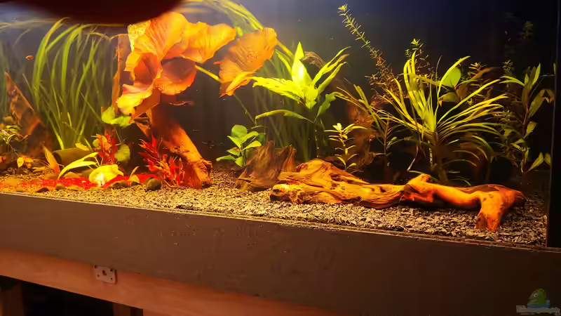 Aquarium Becken 37888 von Thomas Titze (12)