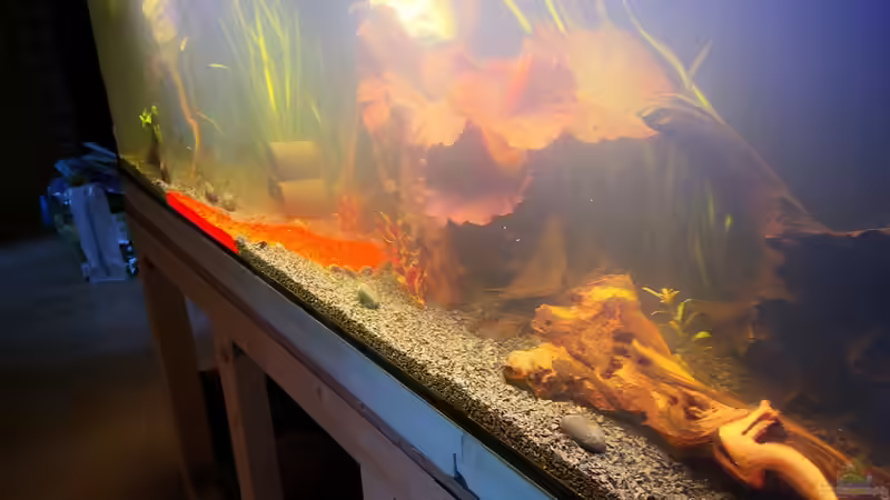 Aquarium Becken 37888 von Thomas Titze (8)