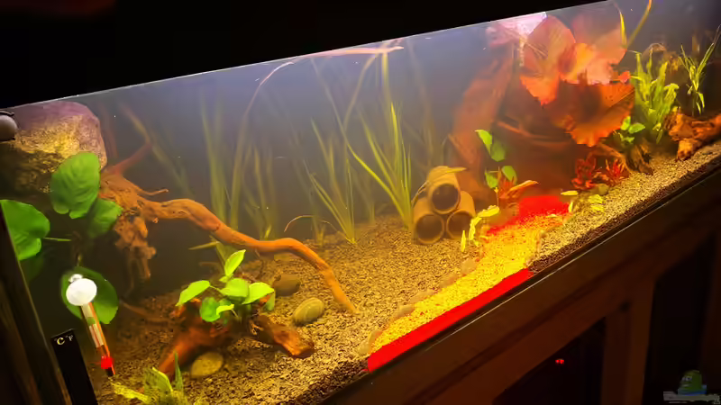 Aquarium Becken 37888 von Thomas Titze (9)