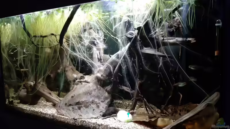 Aquarium Becken 38034 von Moin (10)