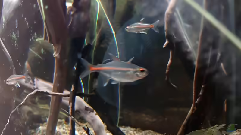 Aquarium Becken 38034 von Moin (3)