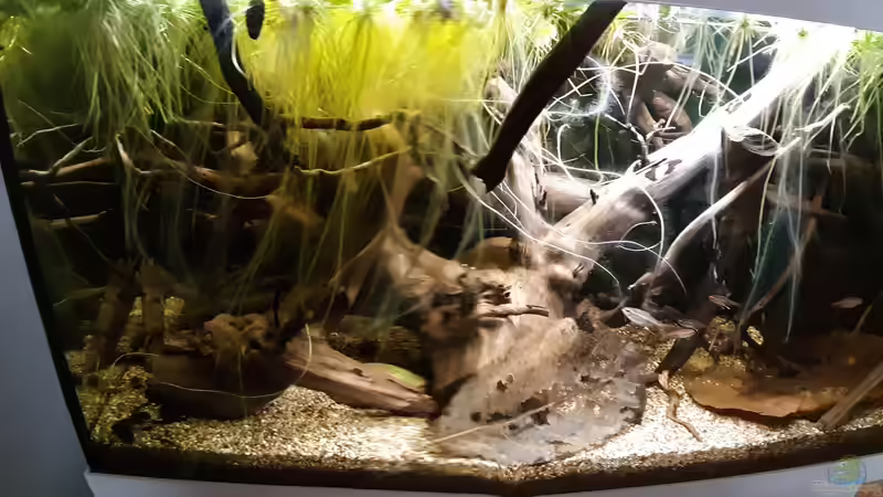 Aquarium Becken 38034 von Moin (7)