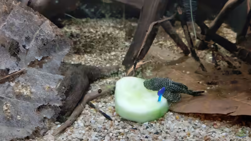 Aquarium Becken 38034 von Moin (8)