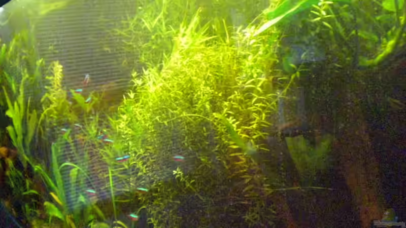 Aquarium Becken 3818 von Falko Timper (3)