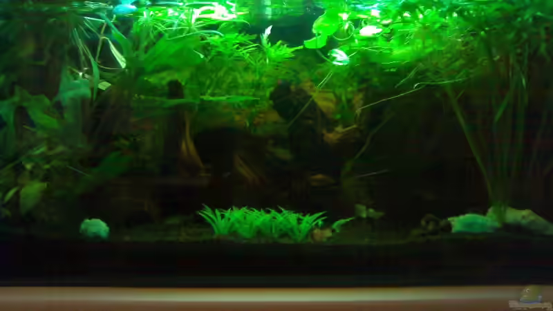 Aquarium Becken 3825 von Patrick Block (3)