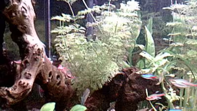 Aquarium Becken 3842 von Benedikt Schneider (3)